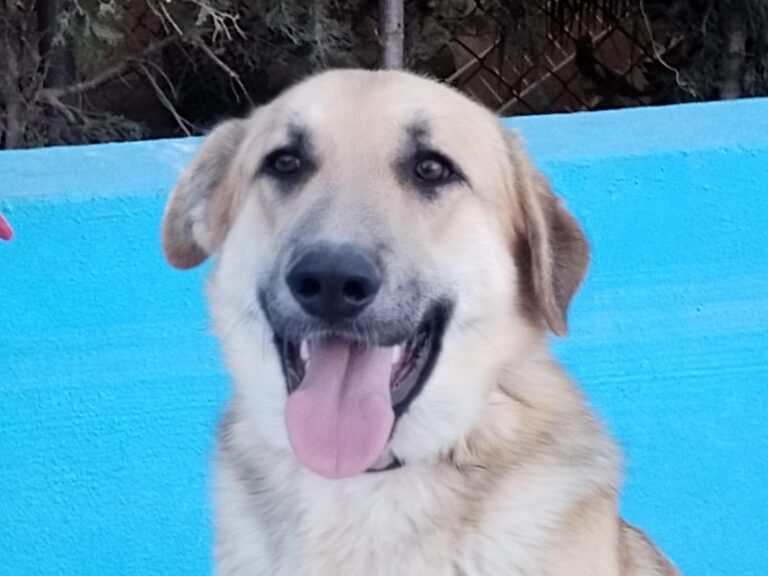 multimedia-foto92887-656-1