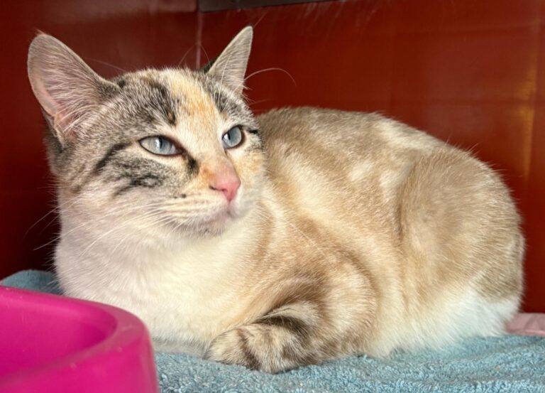 multimedia-foto92893-961-1