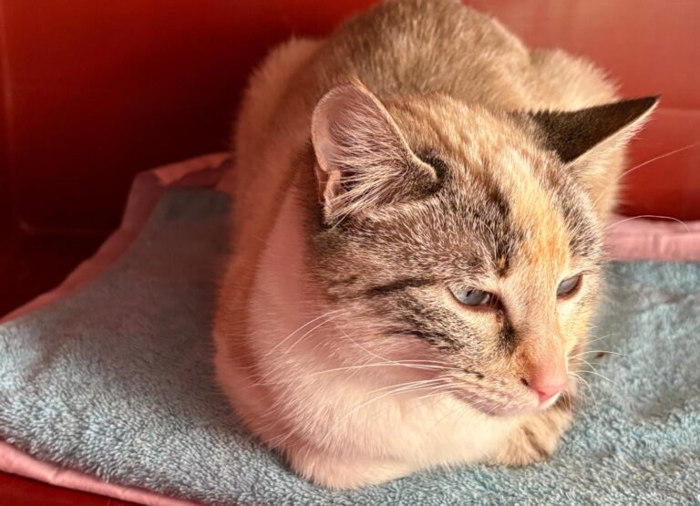 multimedia-foto92894-961-1