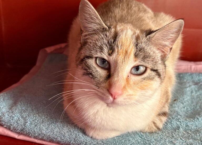 multimedia-foto92895-961-1