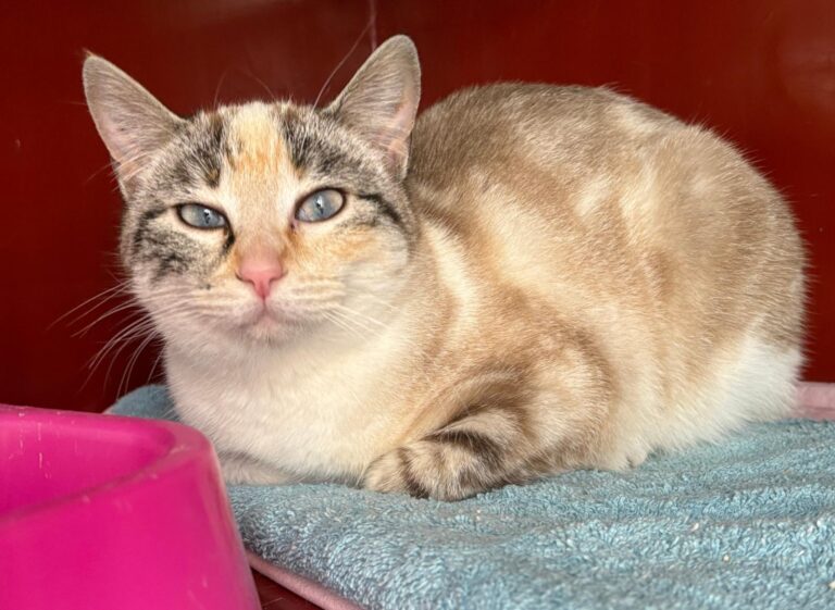 multimedia-foto92896-961-1