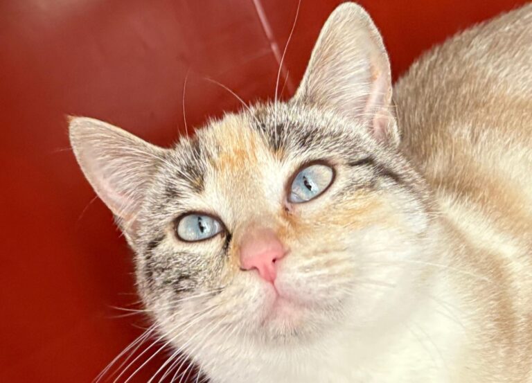 multimedia-foto92899-962-1