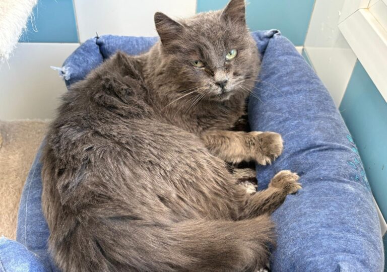 multimedia-foto92900-235-1