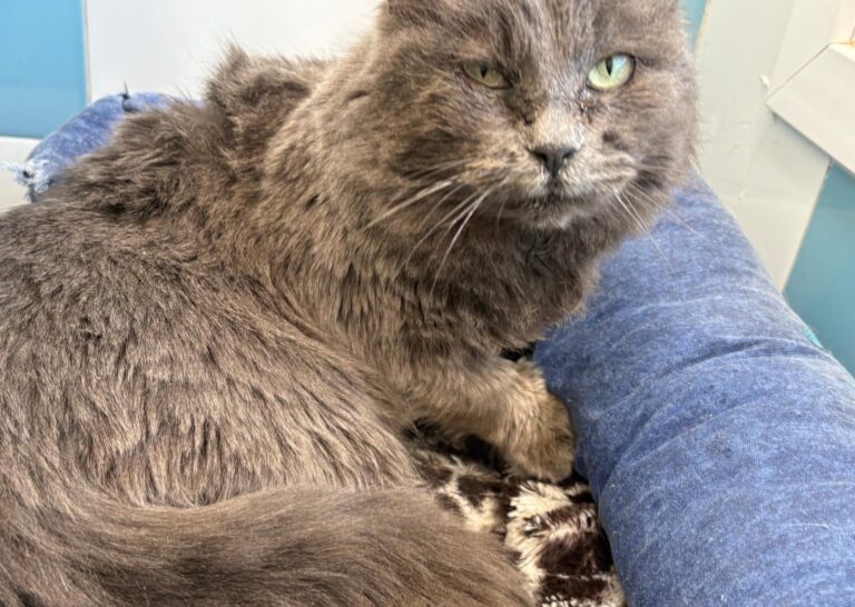 multimedia-foto92902-236-1