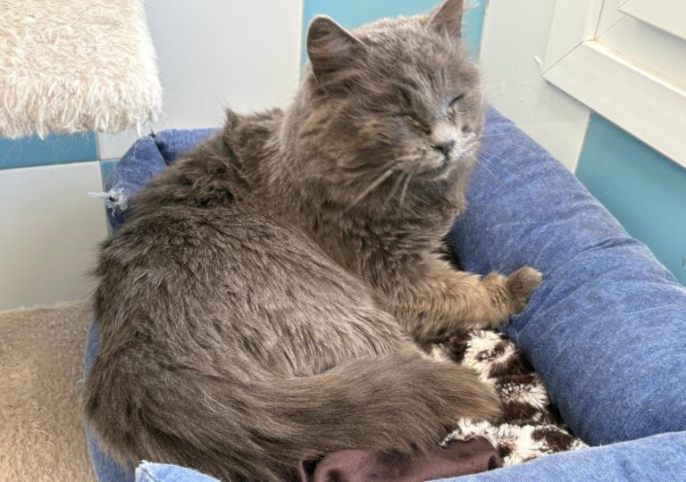 multimedia-foto92903-236-1