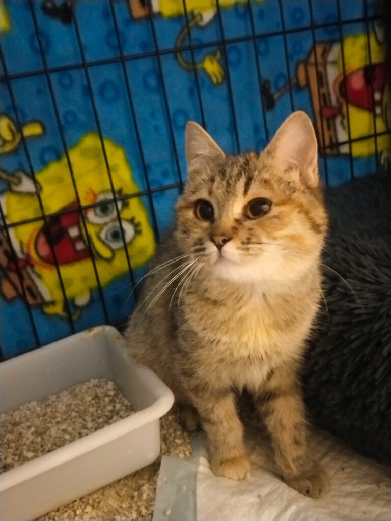 multimedia-foto92923-516-1