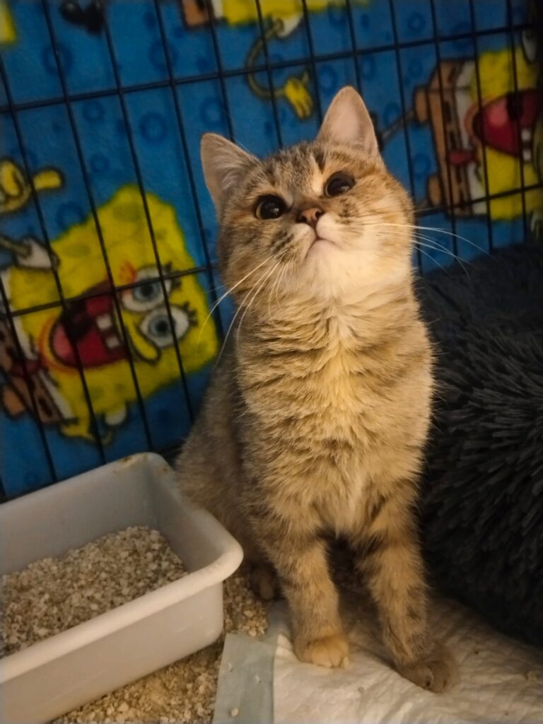 multimedia-foto92924-516-1