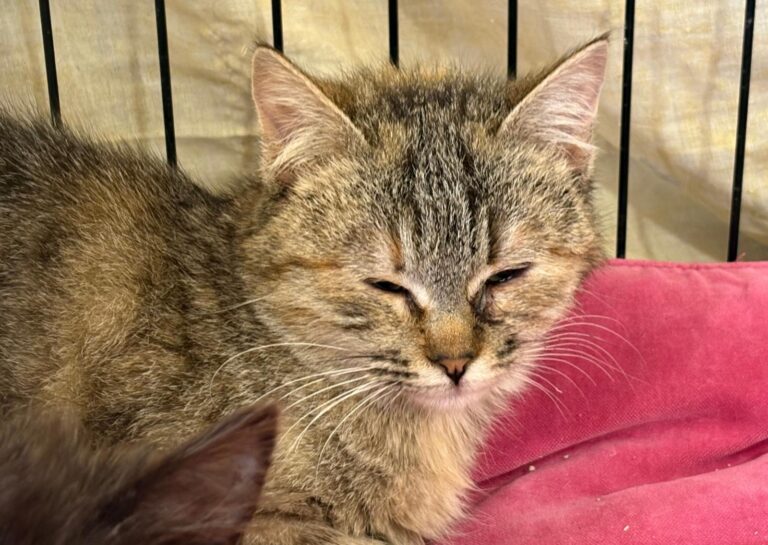 multimedia-foto92925-517-1