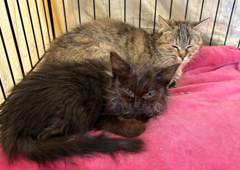 multimedia-foto92934-780-1