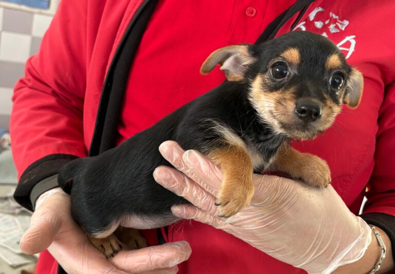 multimedia-foto92936-776-1