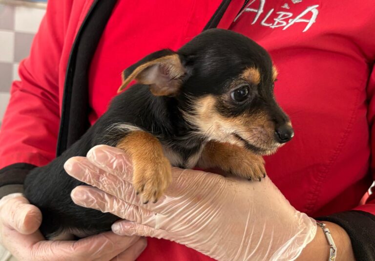 multimedia-foto92937-776-1