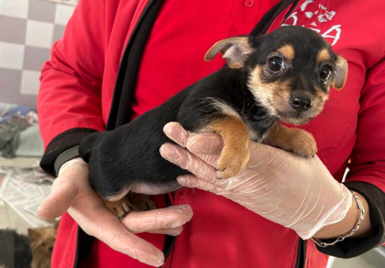 multimedia-foto92938-776-1