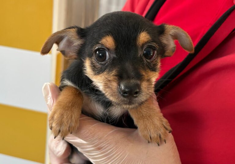 multimedia-foto92939-777-1