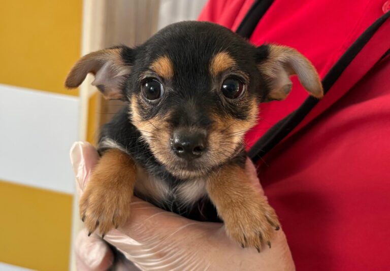 multimedia-foto92940-777-1