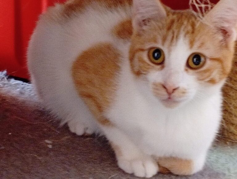 multimedia-foto92965-225-1