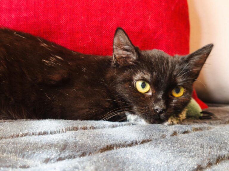 multimedia-foto92970-403-1