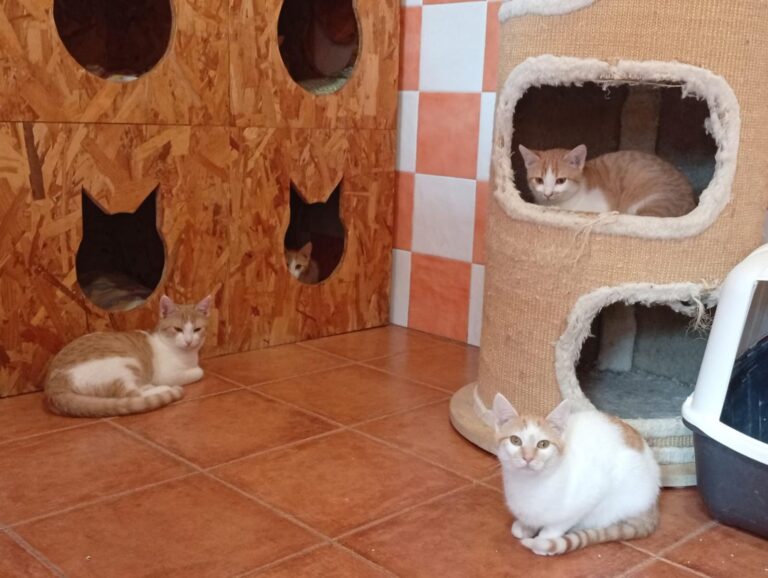 multimedia-foto92983-281-1