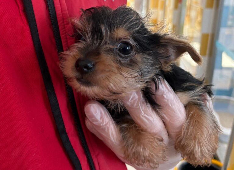 multimedia-foto93017-534-1