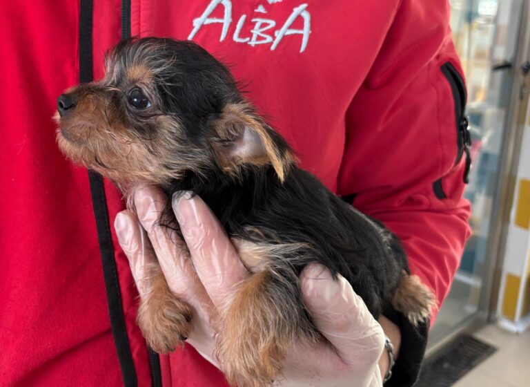 multimedia-foto93018-535-1