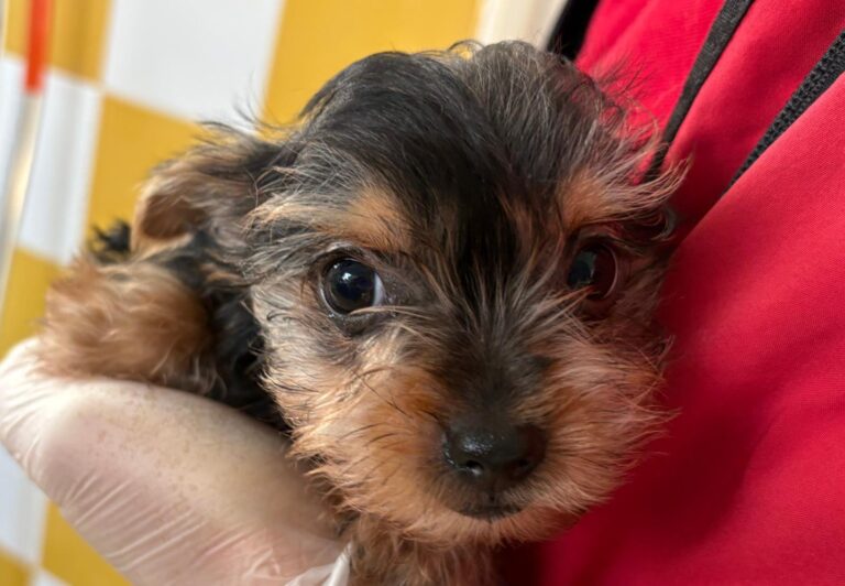 multimedia-foto93019-535-1