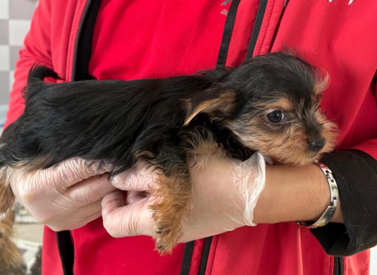 multimedia-foto93020-535-1