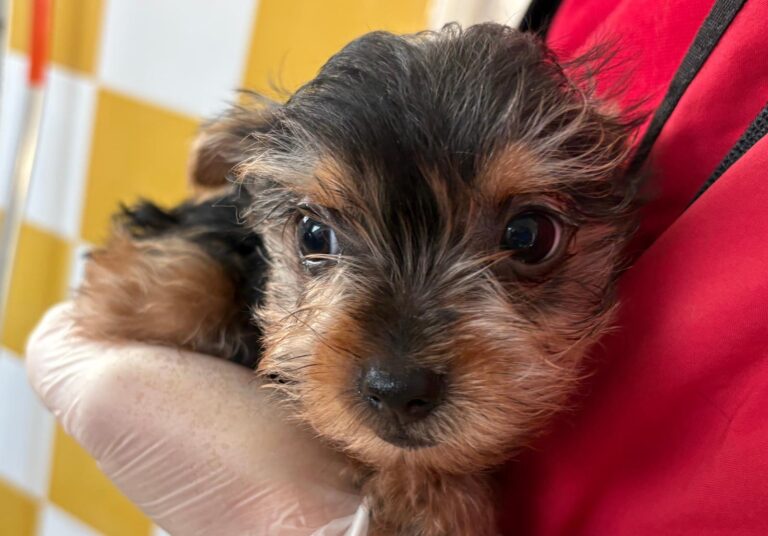 multimedia-foto93021-536-1