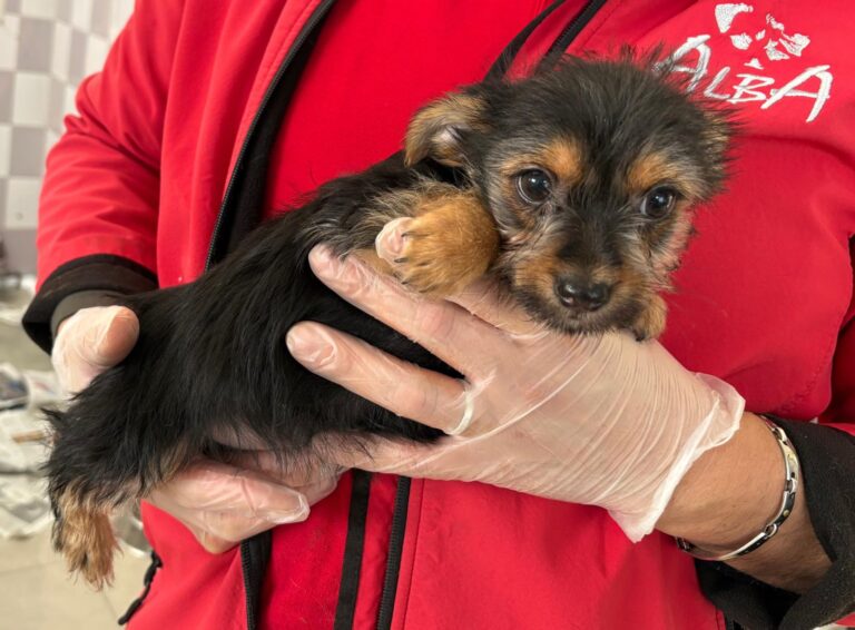 multimedia-foto93022-788-1