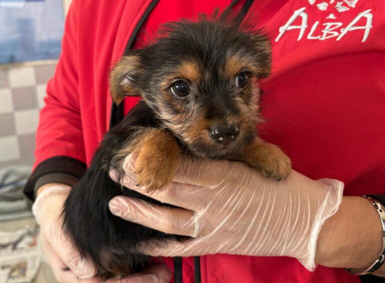 multimedia-foto93026-790-1