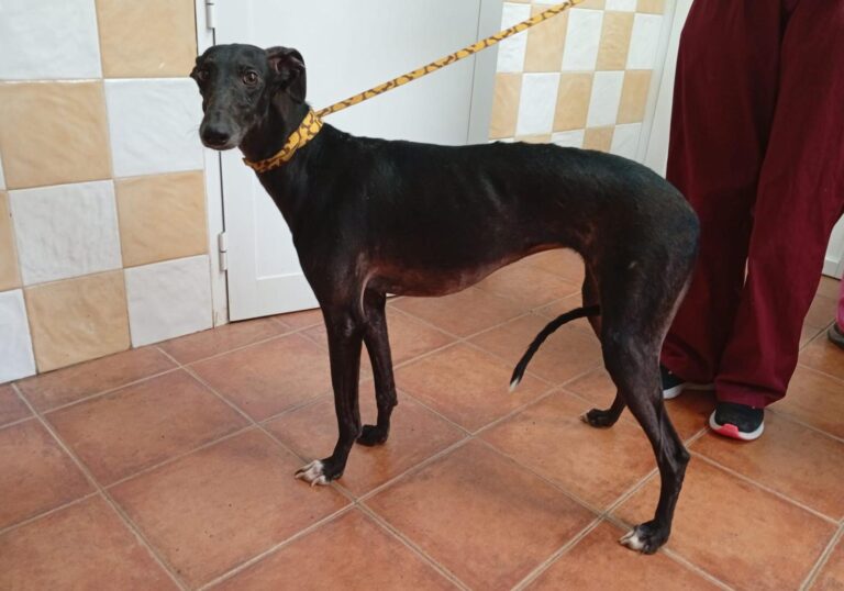 multimedia-foto93038-353-1