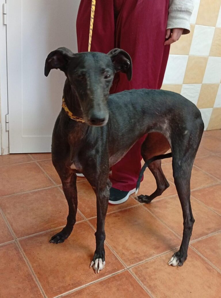 multimedia-foto93039-353-1