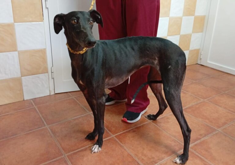 multimedia-foto93040-353-1