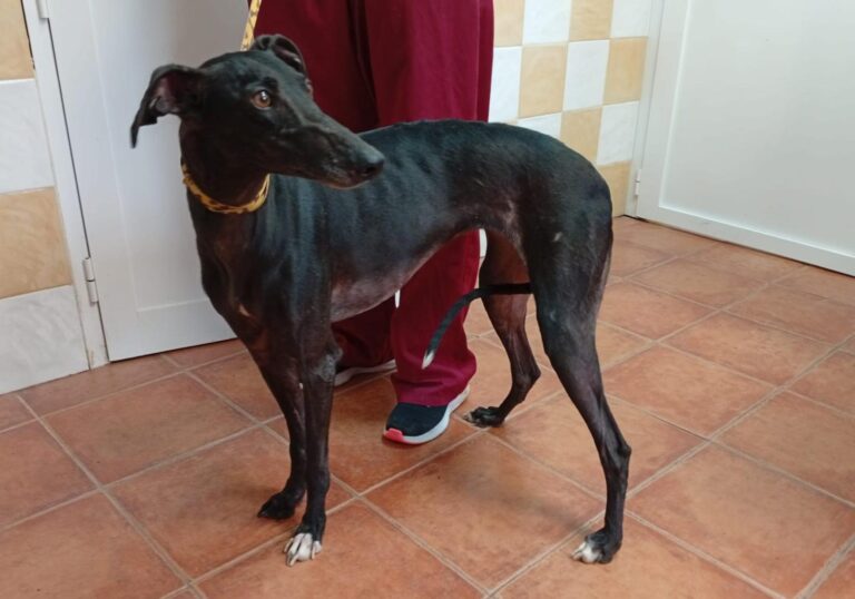 multimedia-foto93042-354-1