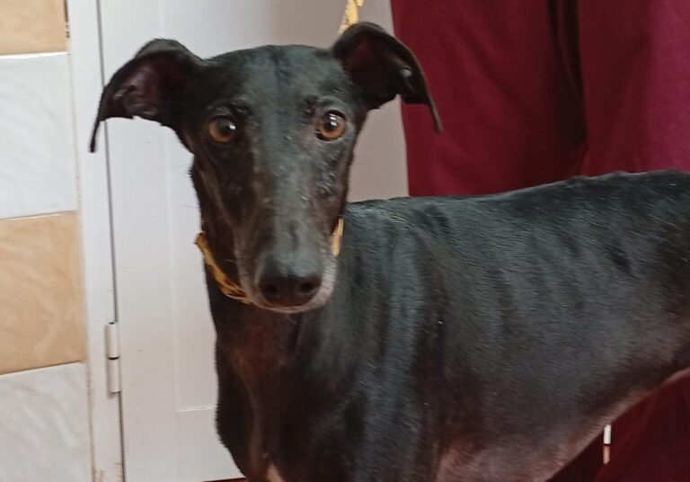 multimedia-foto93043-354-1