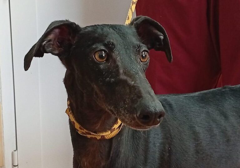 multimedia-foto93044-354-1