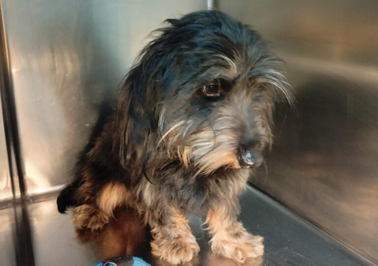 multimedia-foto93050-767-1