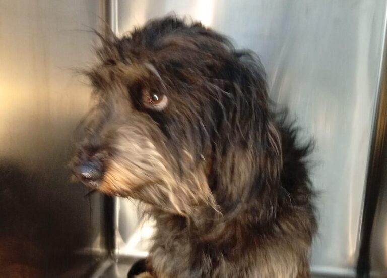 multimedia-foto93051-767-1