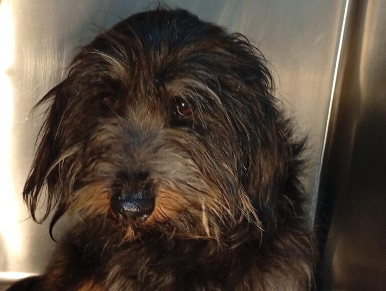 multimedia-foto93053-768-1