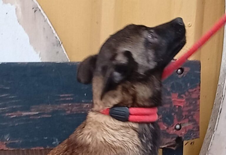 multimedia-foto93061-561-1