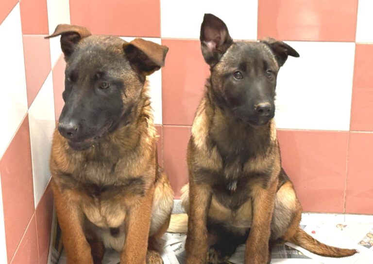 multimedia-foto93066-813-1