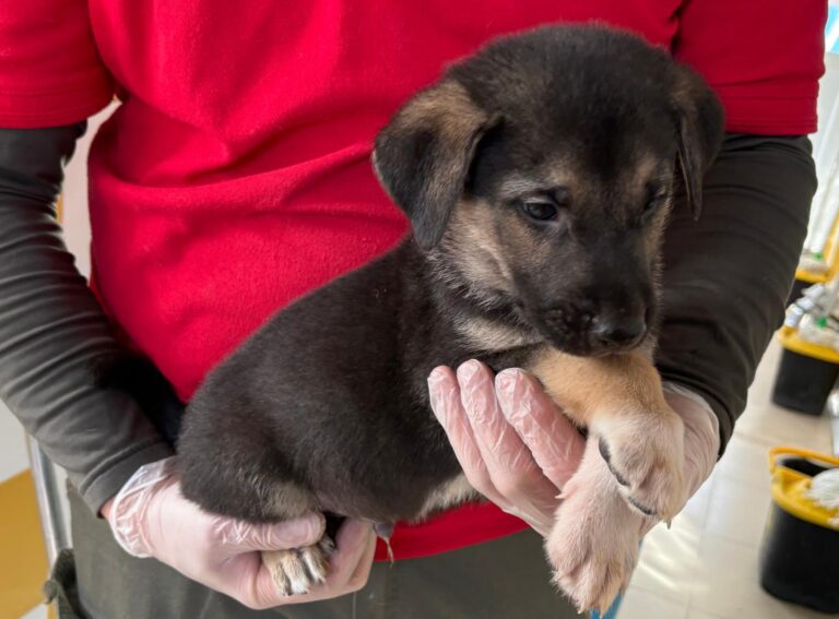 multimedia-foto93117-965-1