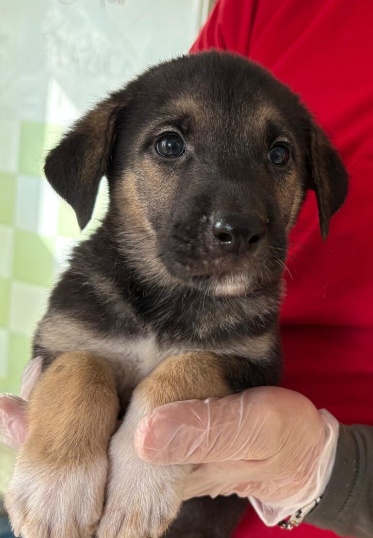 multimedia-foto93118-966-1