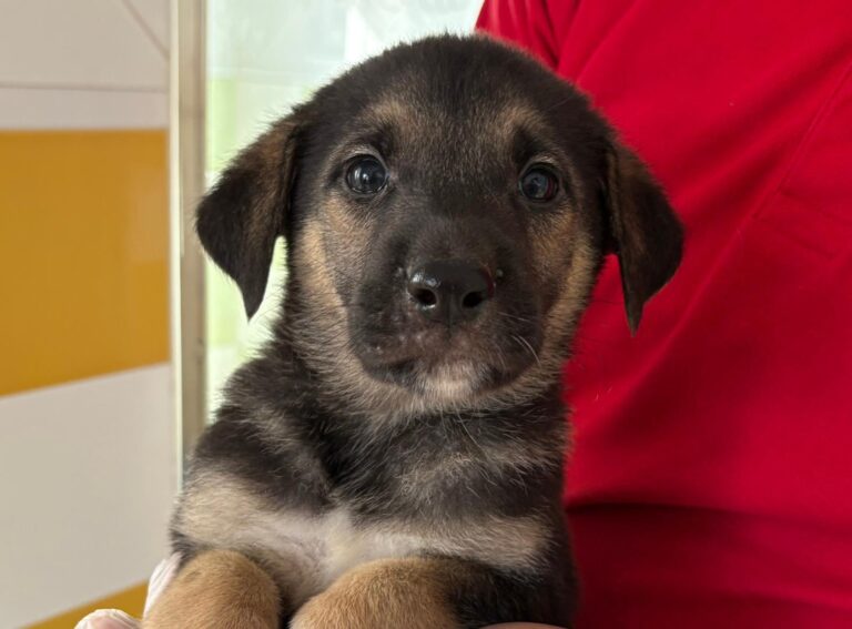 multimedia-foto93119-966-1