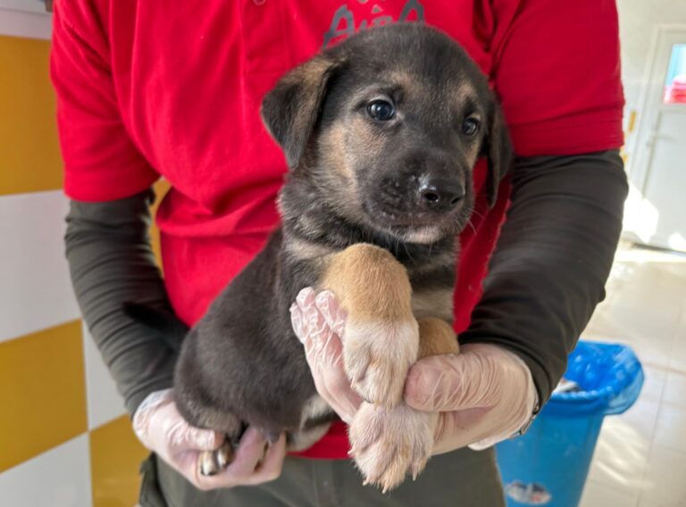 multimedia-foto93120-966-1