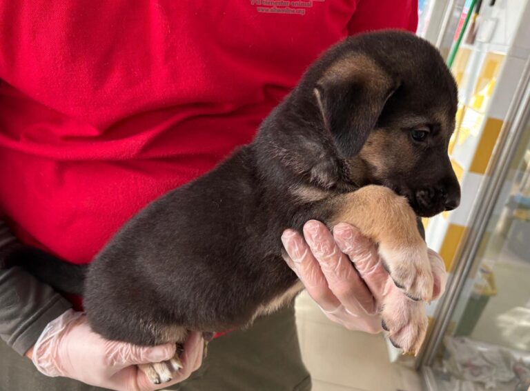 multimedia-foto93121-966-1