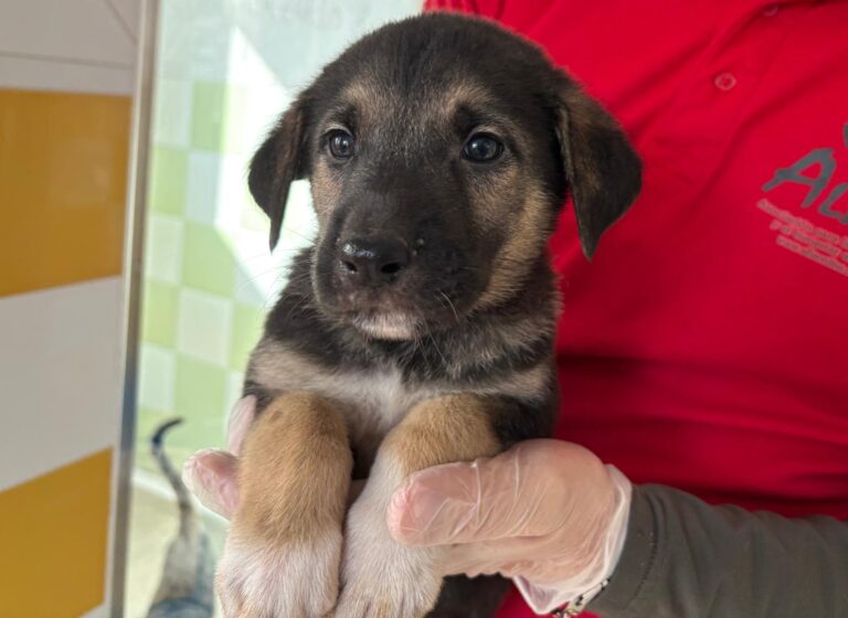 multimedia-foto93123-967-1