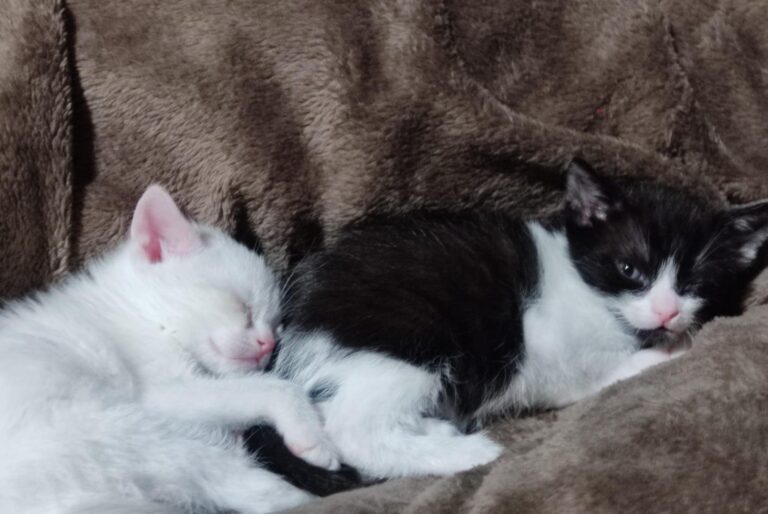 multimedia-foto93168-69-1