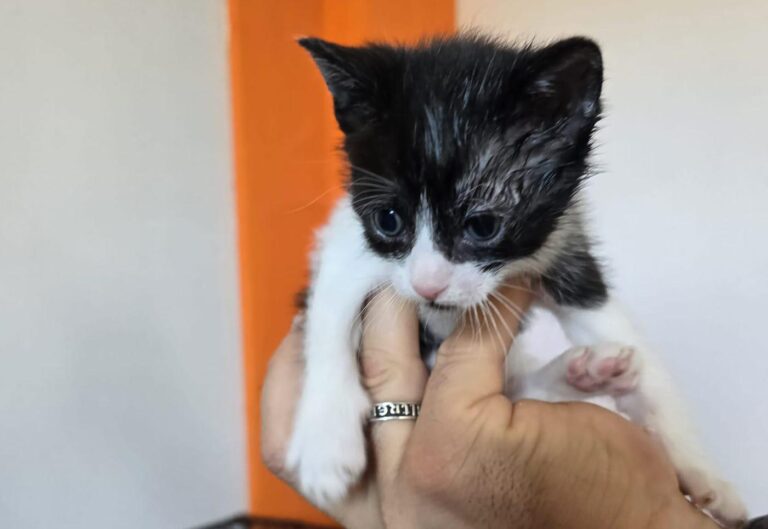 multimedia-foto93169-70-1