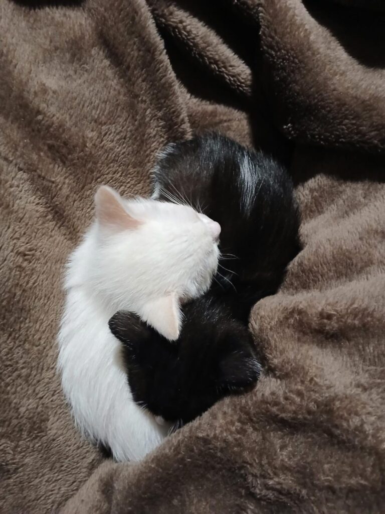 multimedia-foto93170-103-1