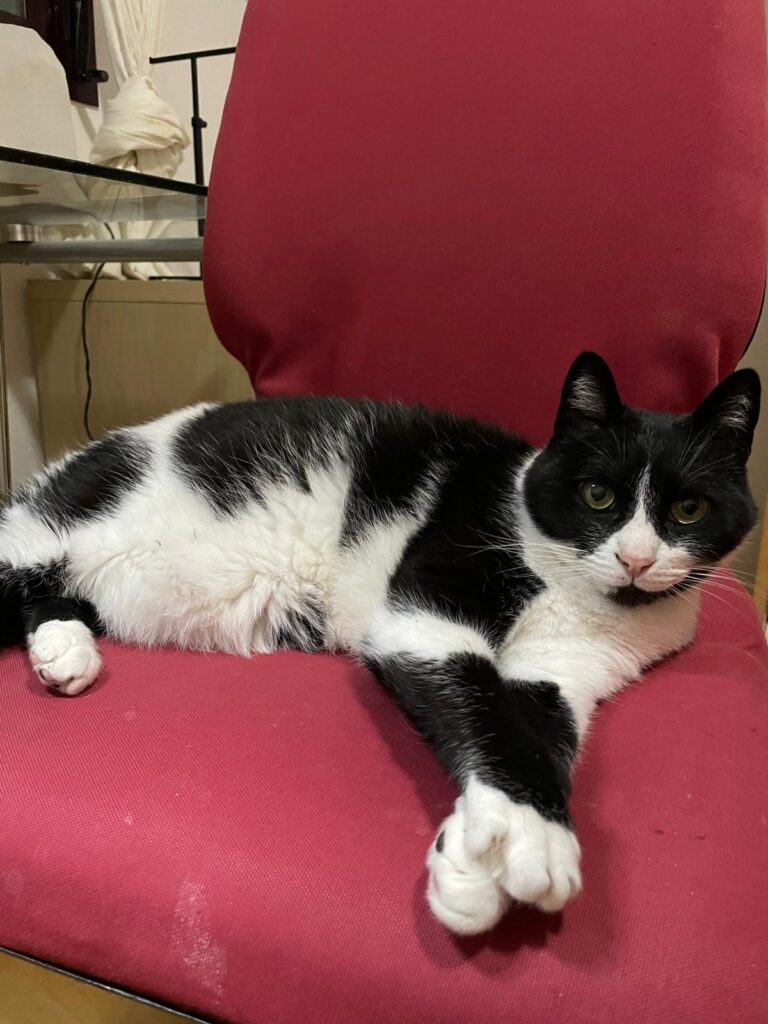 multimedia-foto93184-988-1