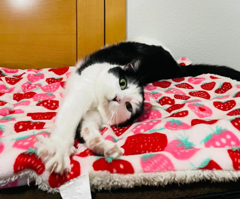 multimedia-foto93188-356-1